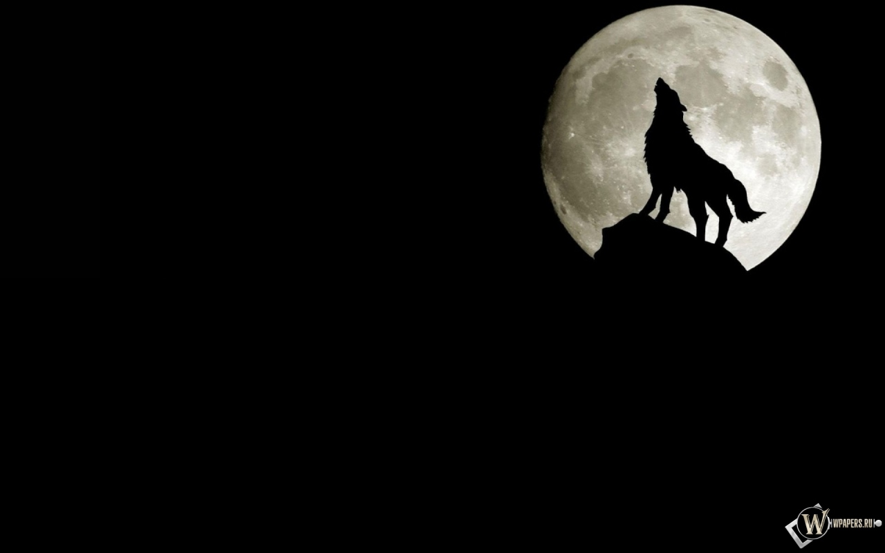 Волк на фоне луны 1280x800