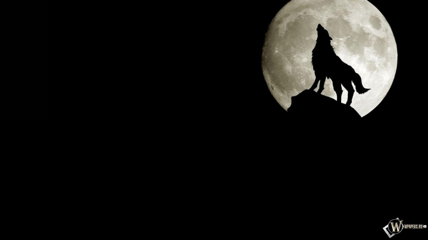 Волк на фоне луны 1366x768