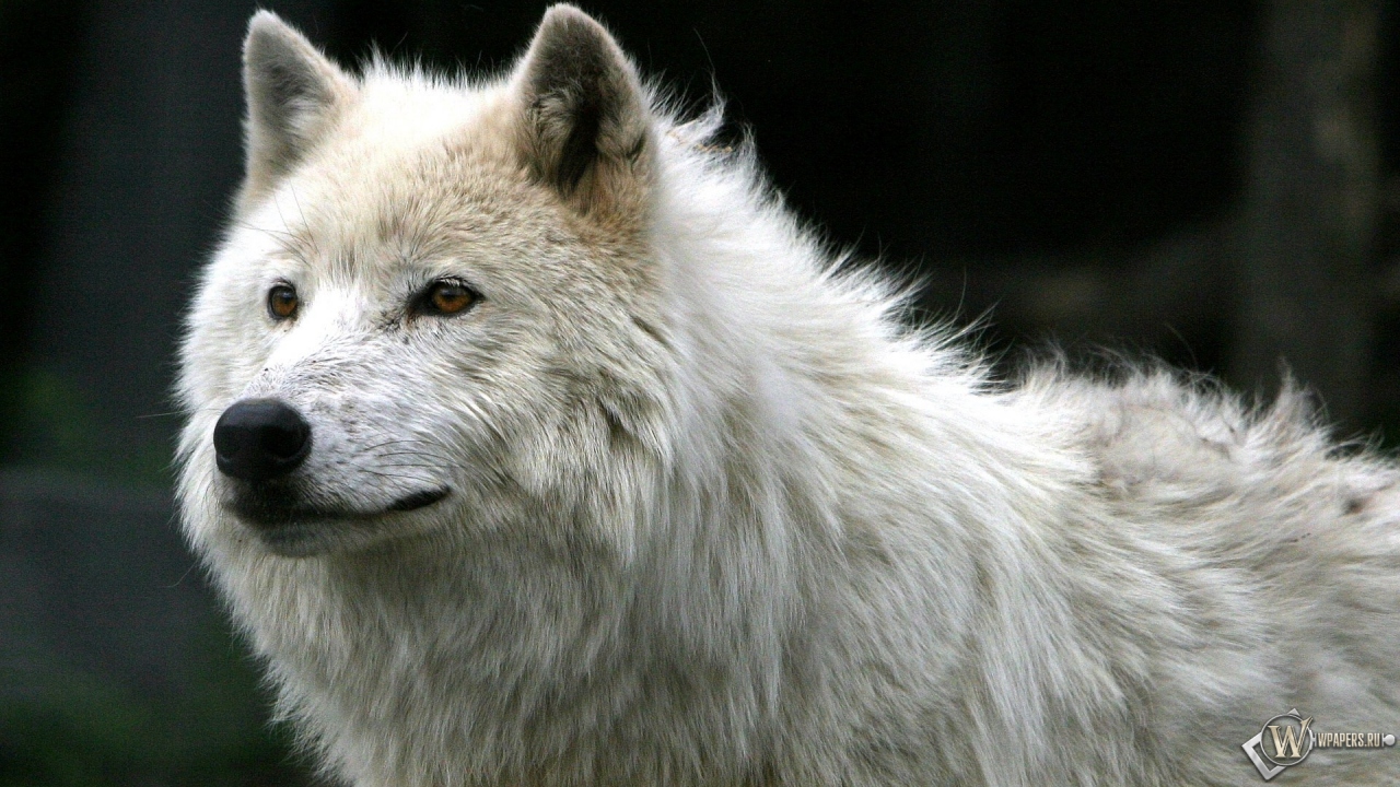 Белый волк 1280x720