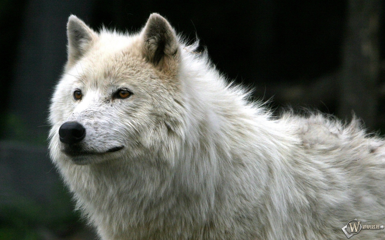 Белый волк 1280x800