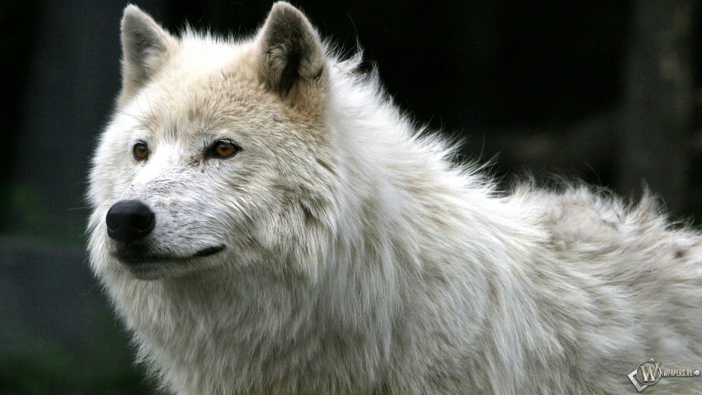 Белый волк 1366x768