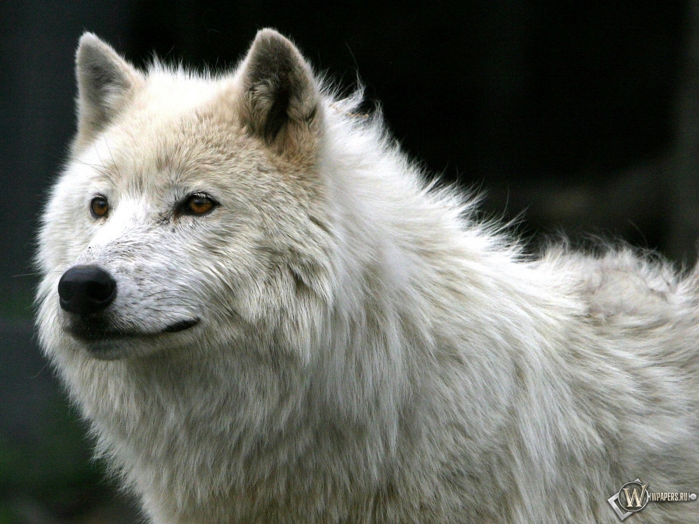 Белый волк 1400x1050