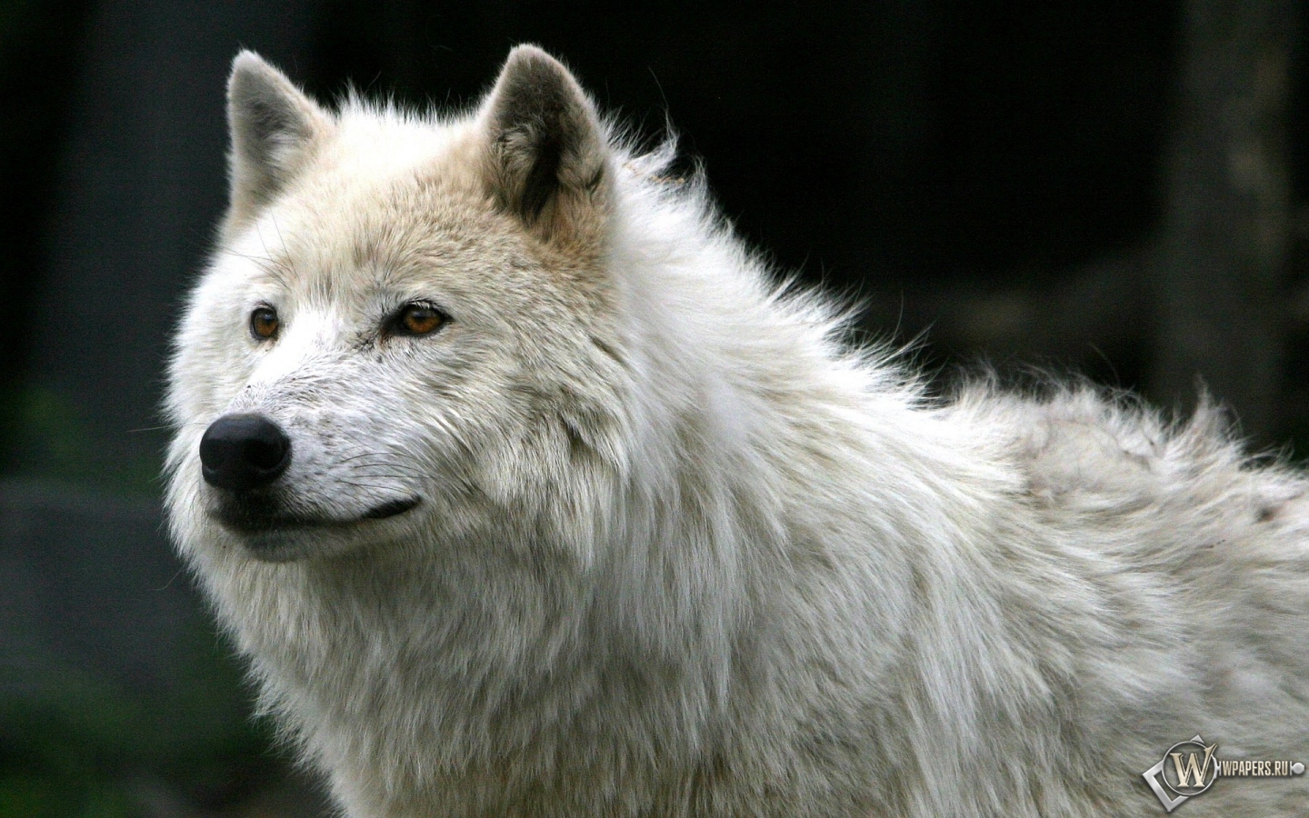 Белый волк 1440x900
