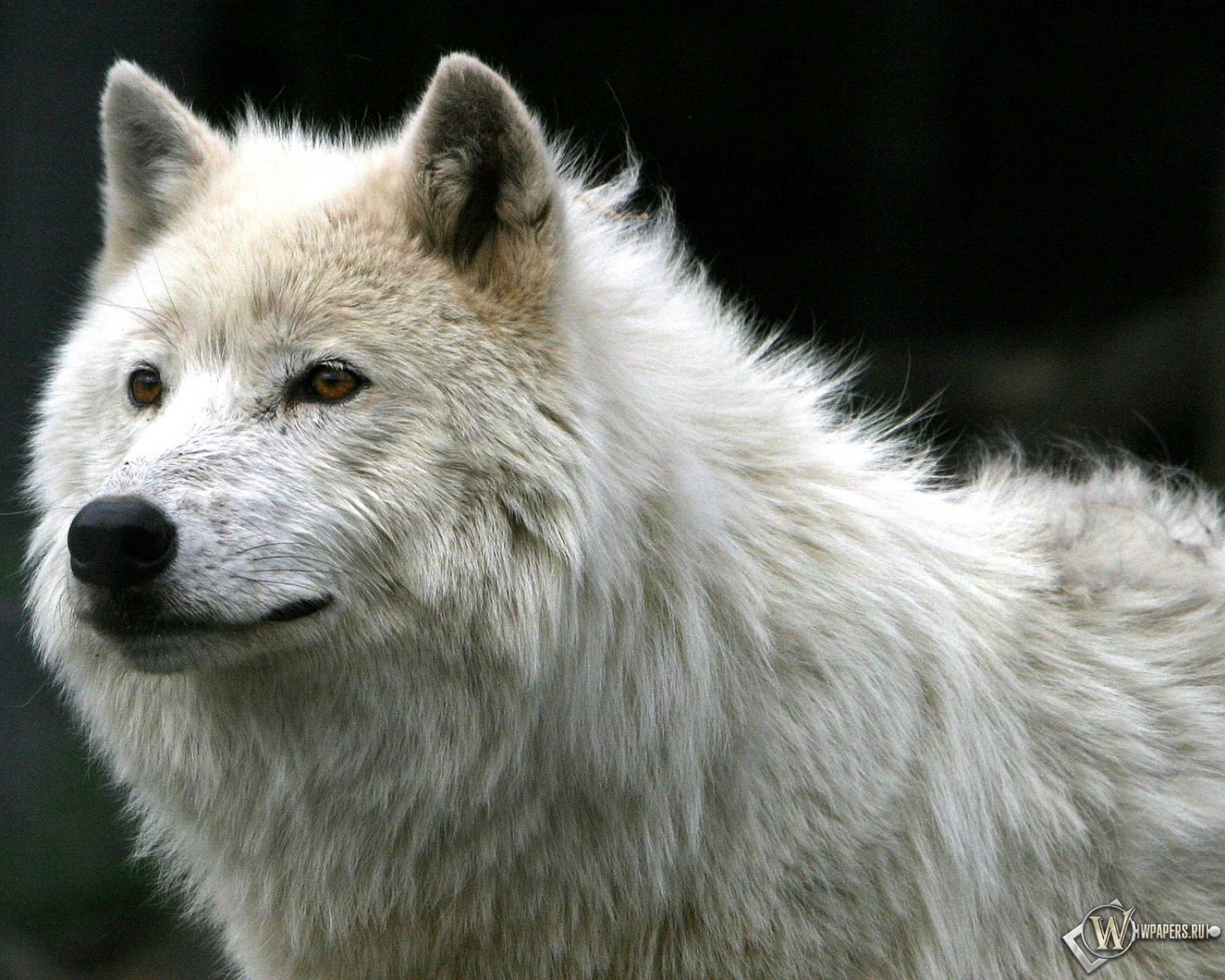 Белый волк 1600x1280