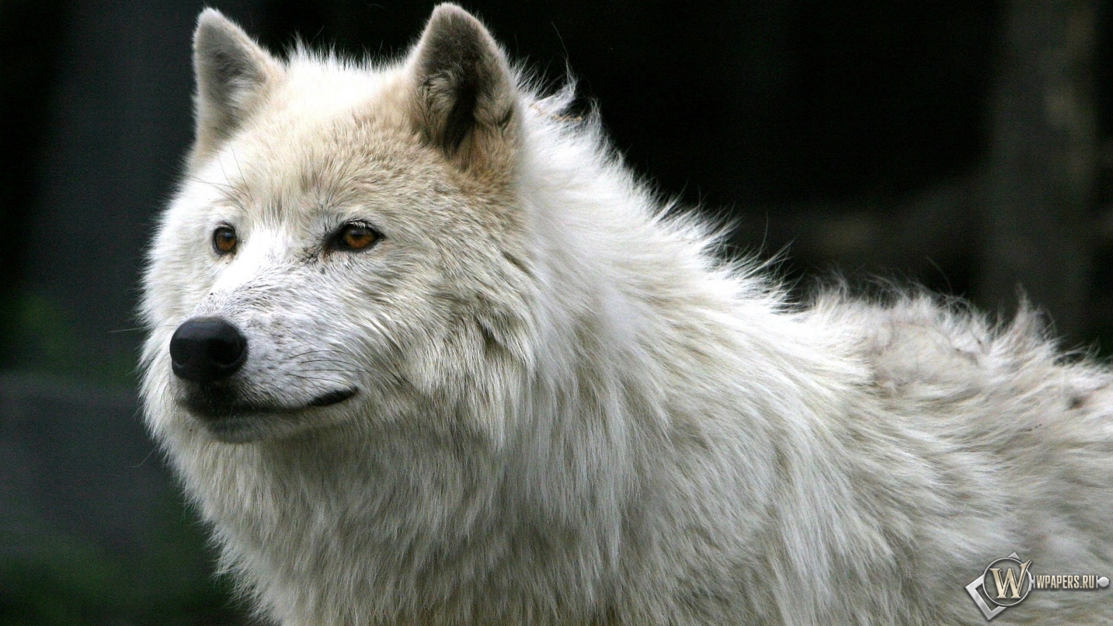 Белый волк 1600x900
