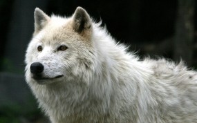 Обои Белый волк: Белый волк, Волки