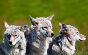 Обои Три волка: Волки, Семья, Братья, Волки