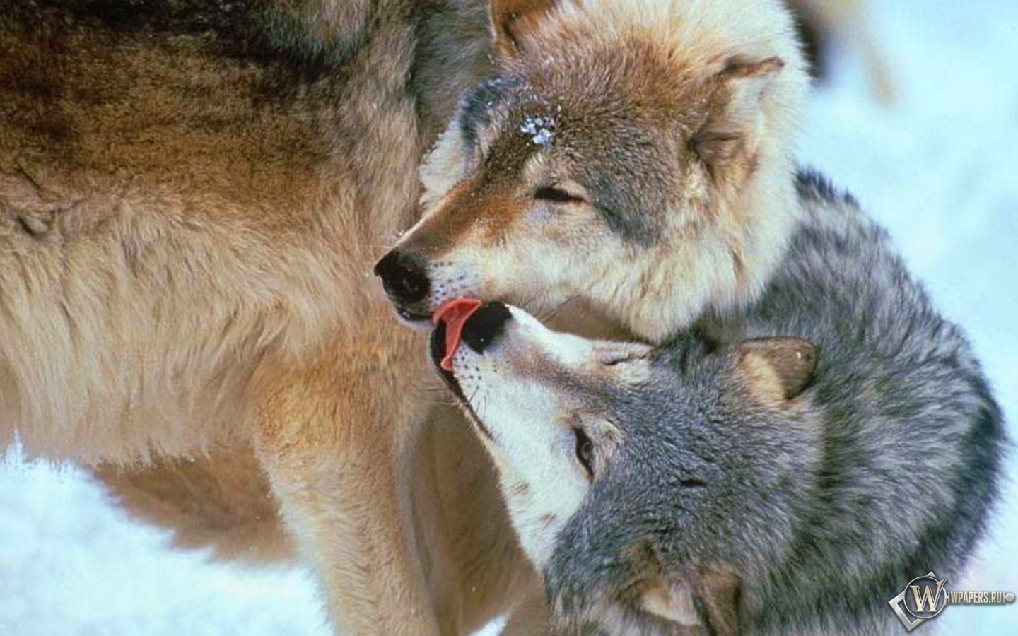 Волчья любовь 1440x900