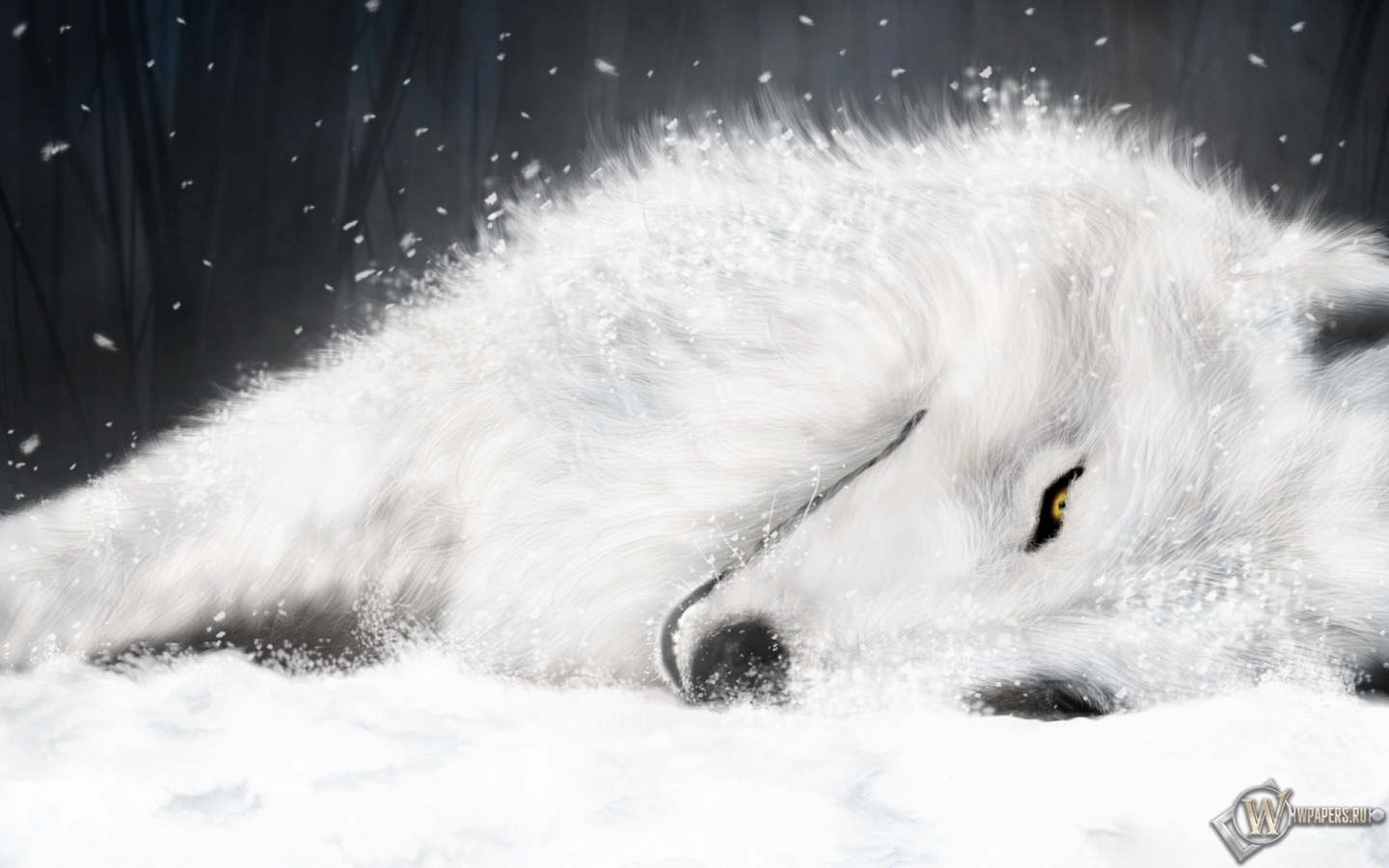 Волк отдыхает 1440x900