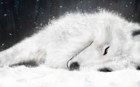 Обои Волк отдыхает: Отдых, Белый волк, Волки
