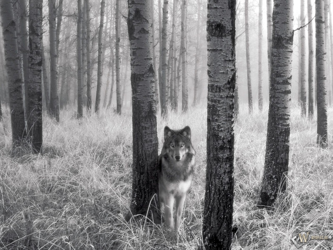 Волк за деревом 1152x864