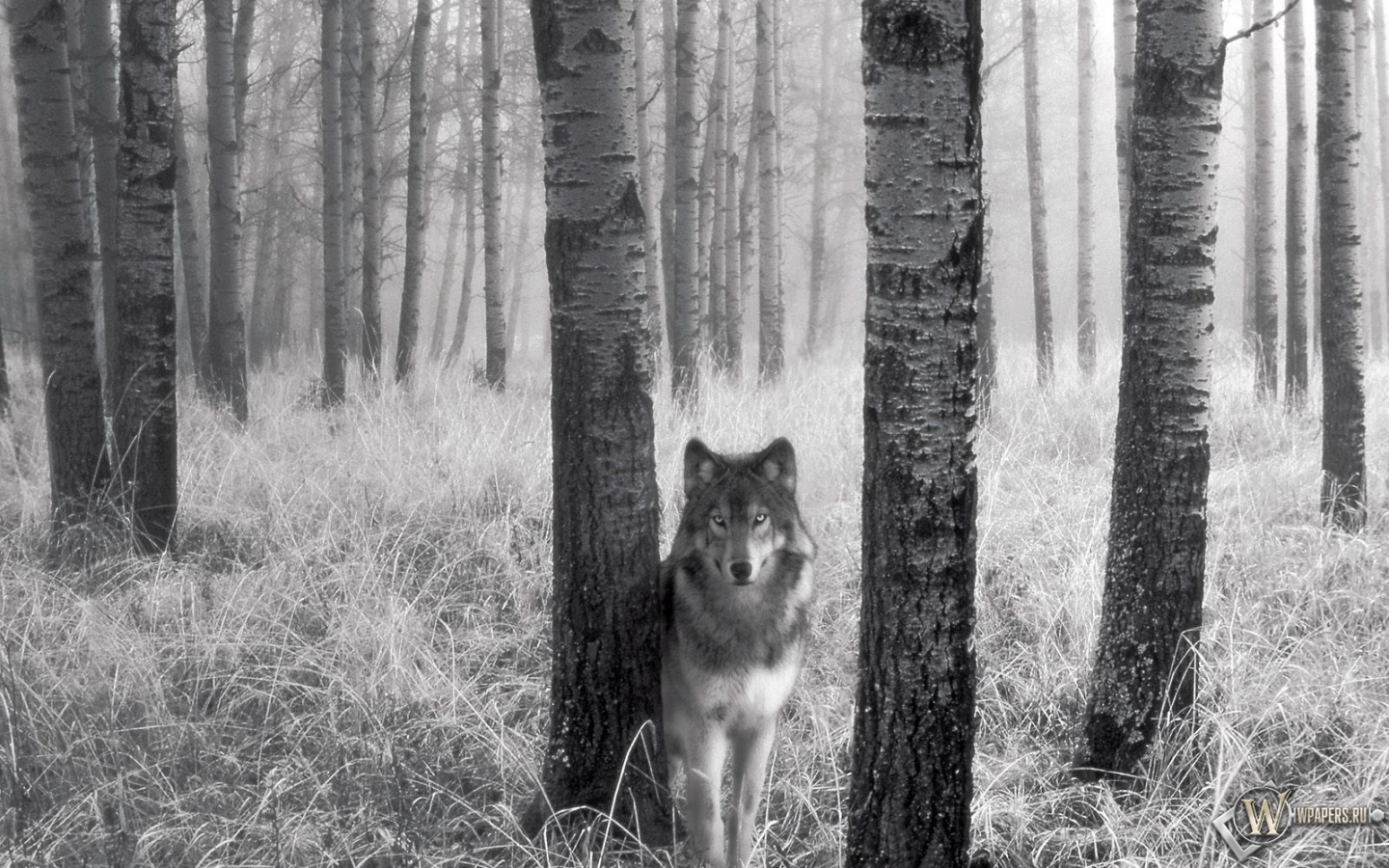 Волк за деревом 1440x900