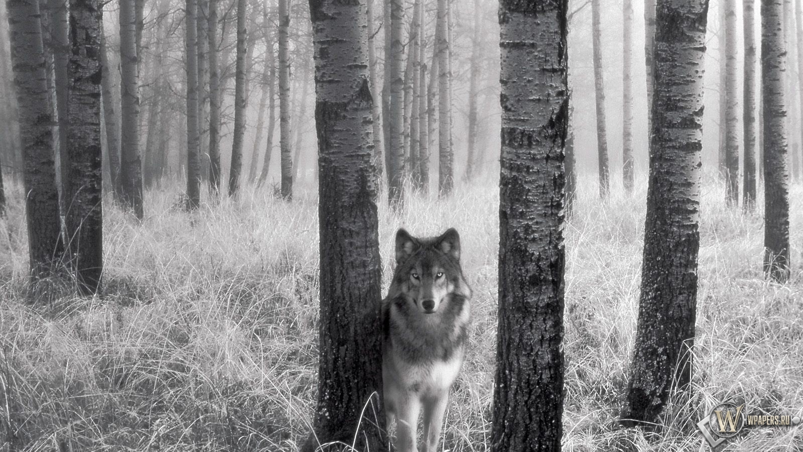 Волк за деревом 1600x900