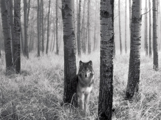 Волк за деревом