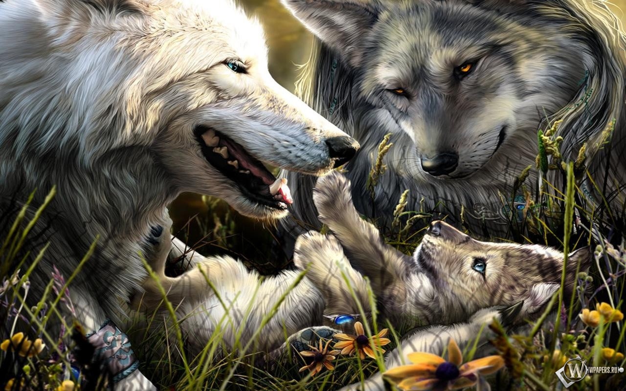 Волки с волчонком 1280x800
