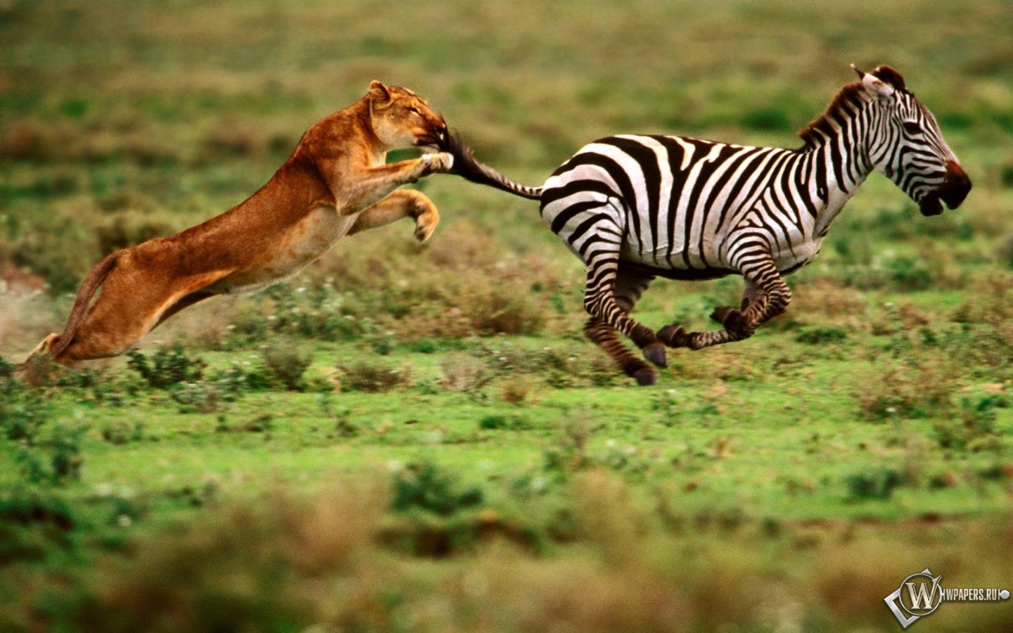 Зебра убегает от львицы 1440x900
