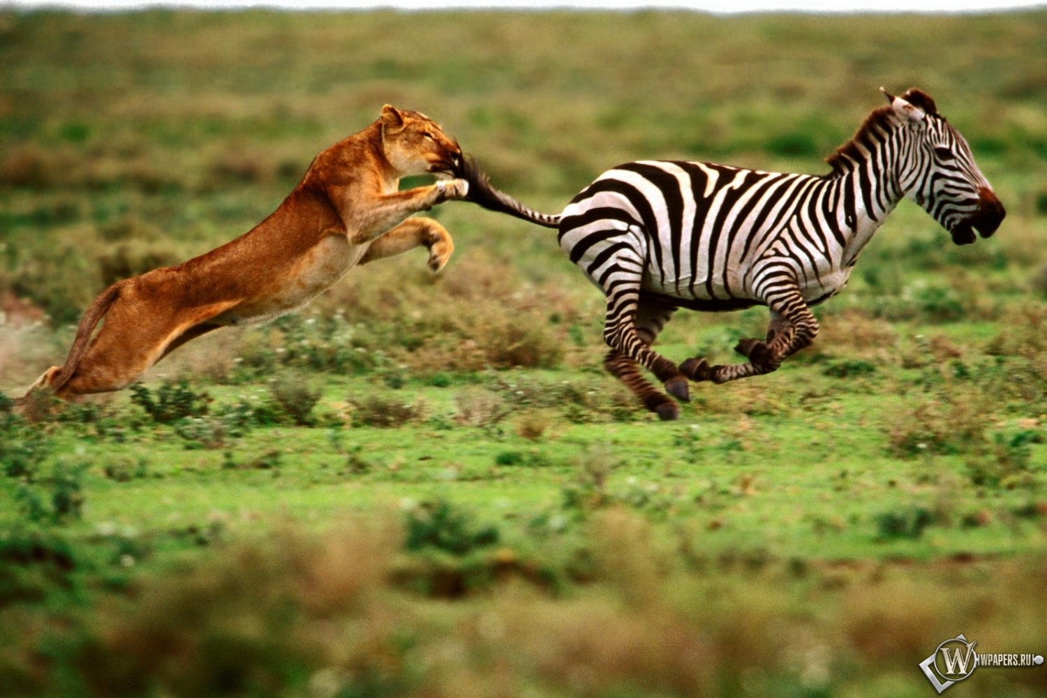 Зебра убегает от львицы 1500x1000