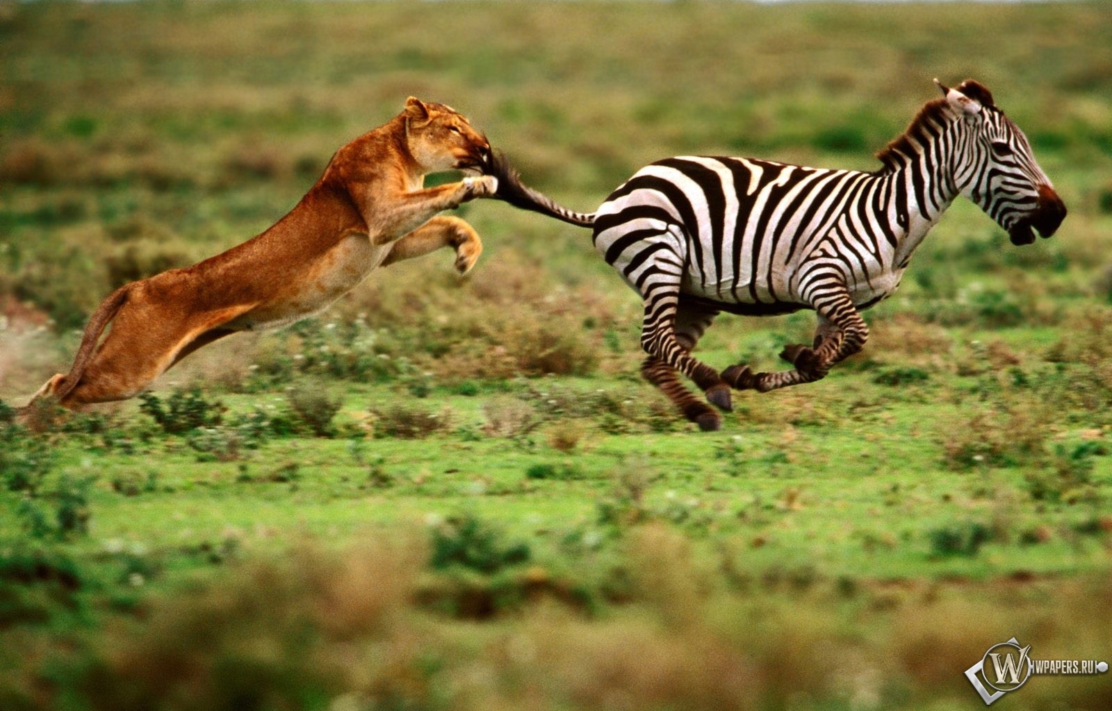 Зебра убегает от львицы 1600x1024