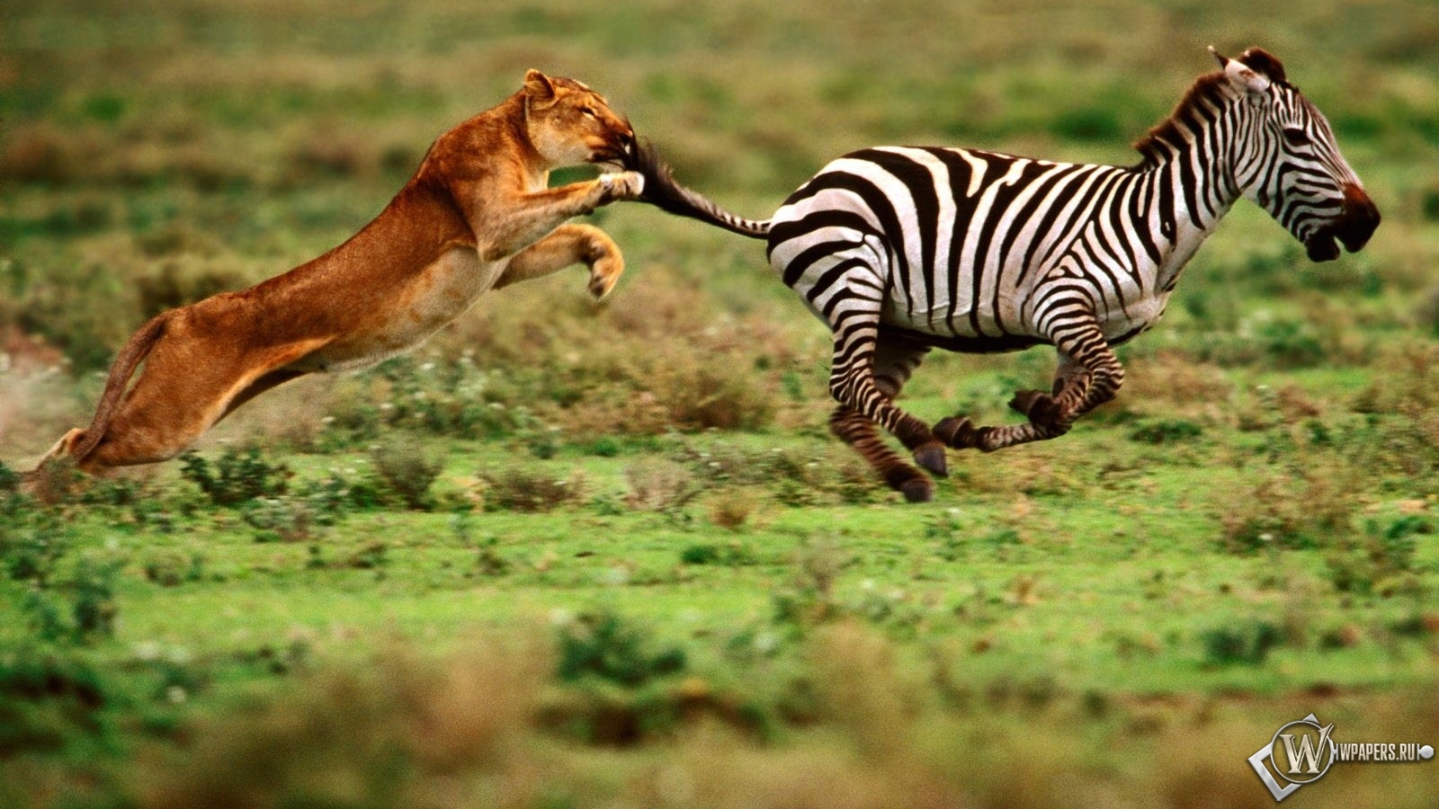 Зебра убегает от львицы 1600x900
