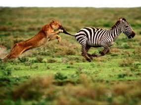Зебра убегает от львицы