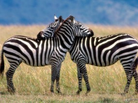 Две зебры обнимаются