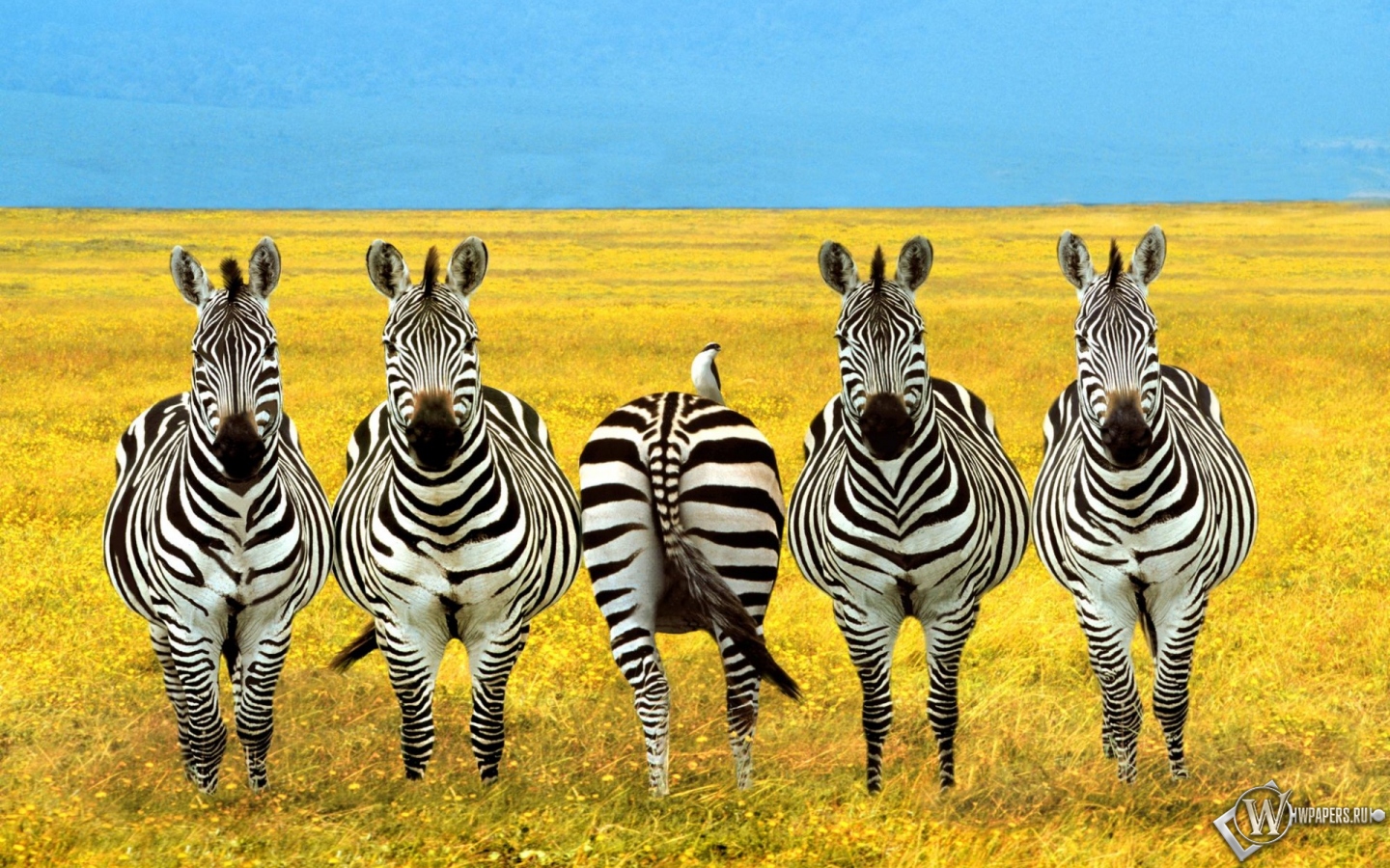 Четыре зебры и жопа 1440x900