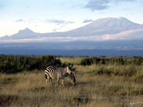 Две зебры в горах