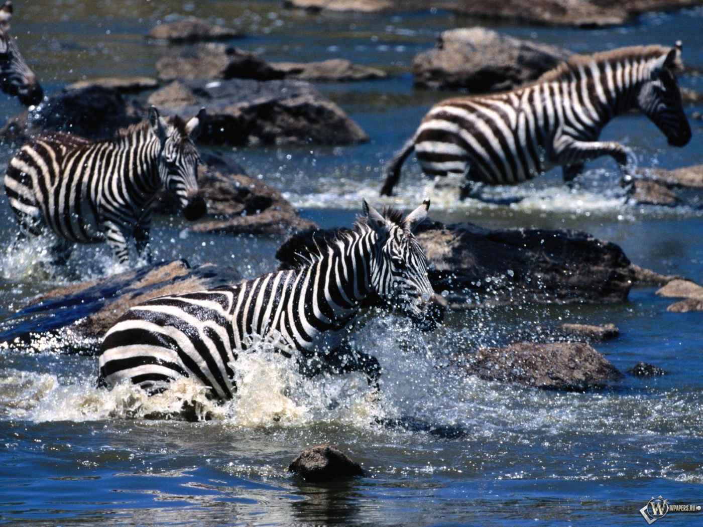 Зебры бегут через ручей 1400x1050