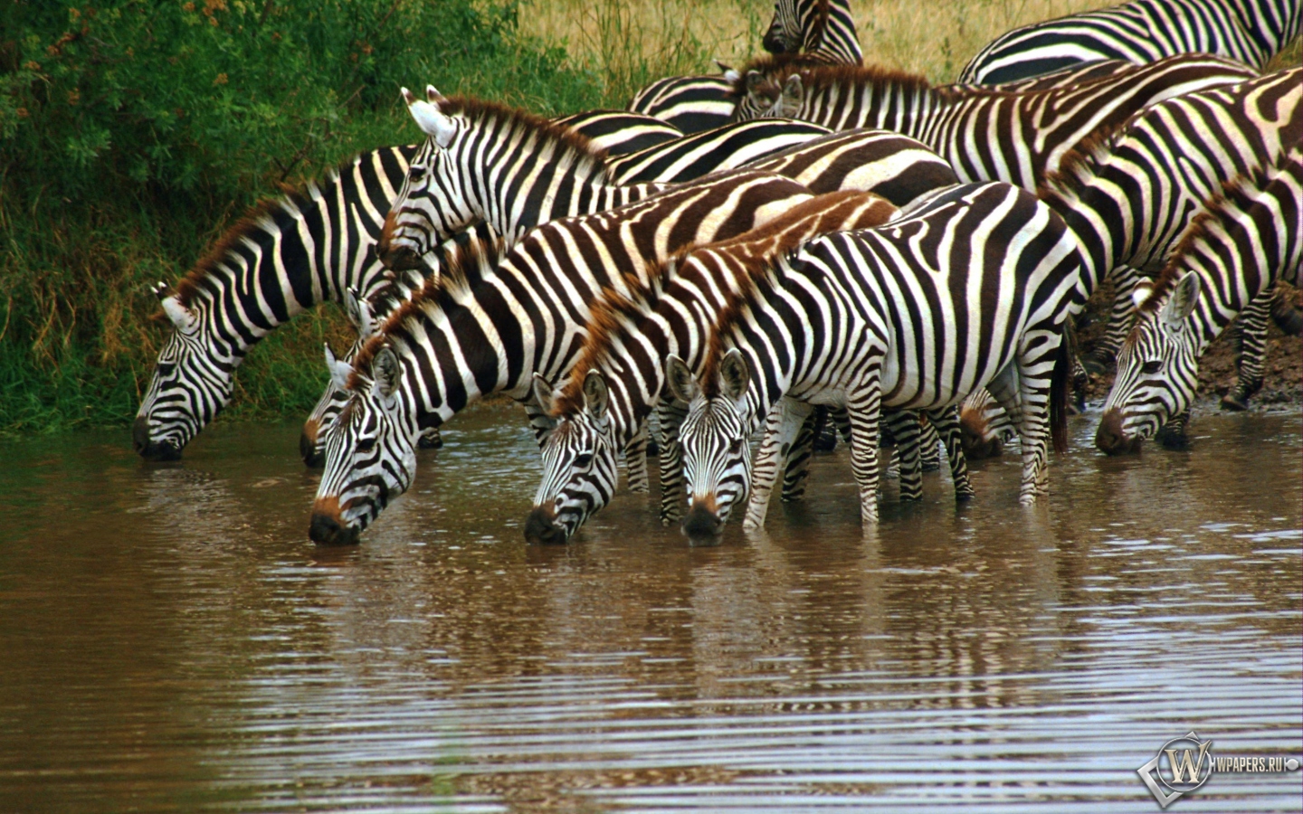 Зебры на водопое 1440x900