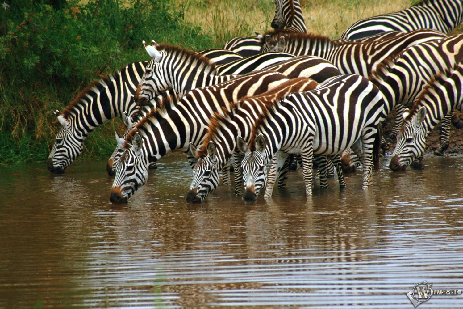 Зебры на водопое 1500x1000