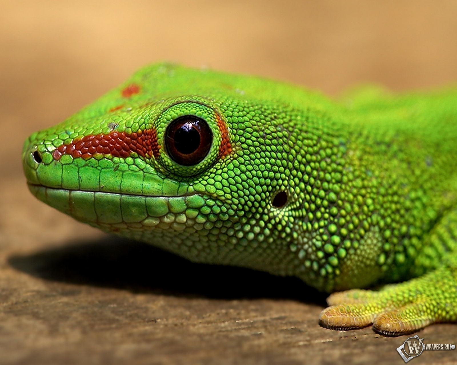 Окраска пресмыкающихся. Лизард ящерица. Зелёная ящерица Lacerta. Игуана саламандра. Цепкохвостый геккон.