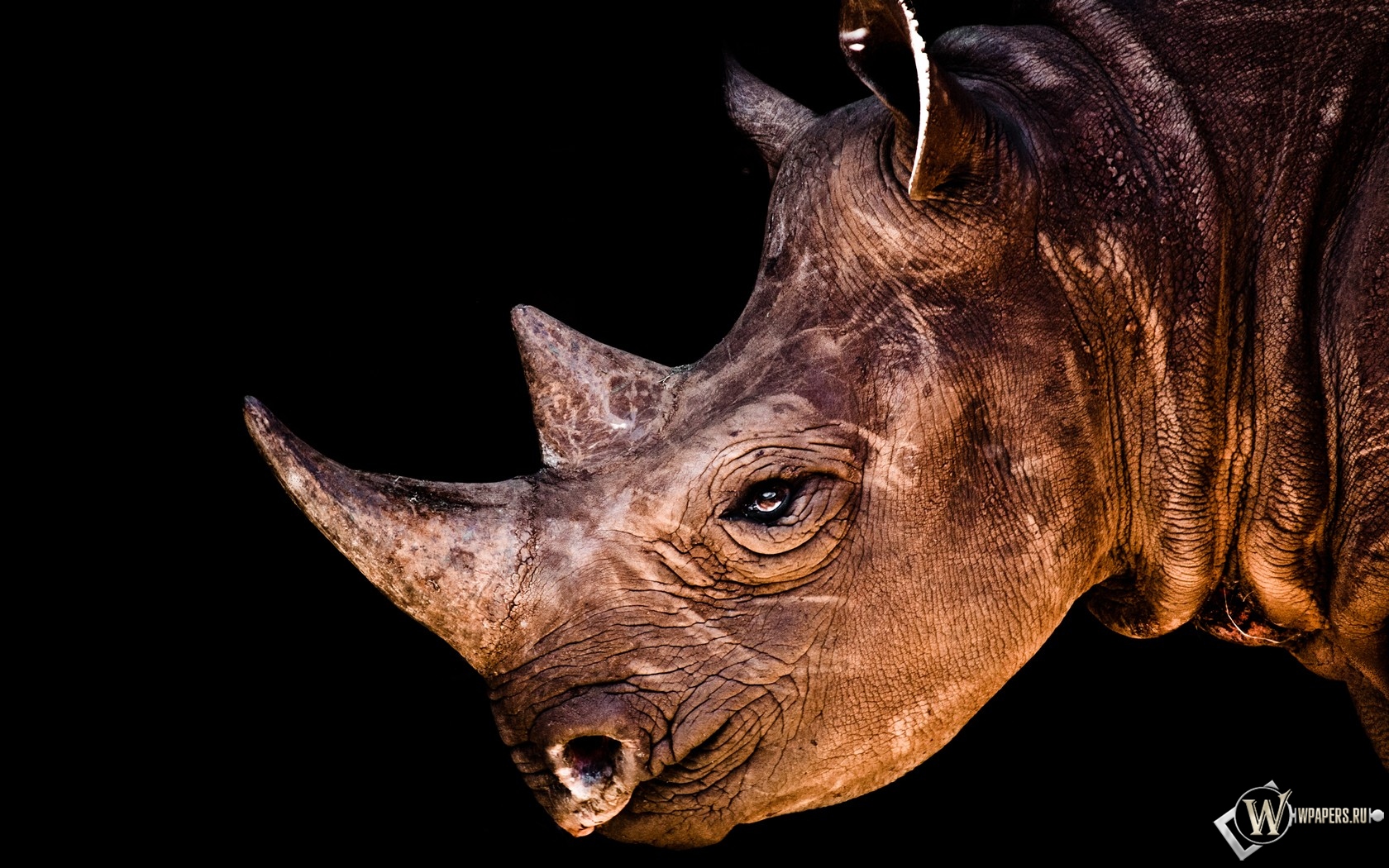 Носорог 1680x1050