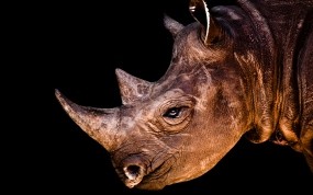 Обои Носорог: Носорог, Животное, Травоядное, Прочие животные