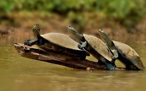 Обои Черепахи: Вода, Черепахи, Прочие животные