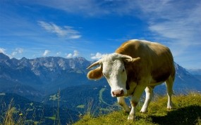 Обои Корова: Горы, Трава, Небо, Цветы, Корова, Рога, Домашние животные, Прочие животные