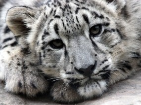 Обои Ирбис: Хищник, Ирбис, Snow leopard, Прочие животные