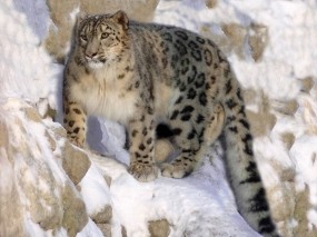 Обои Снежный барс на охоте: Хищник, Кошка, Ирбис, Скала, Прочие животные