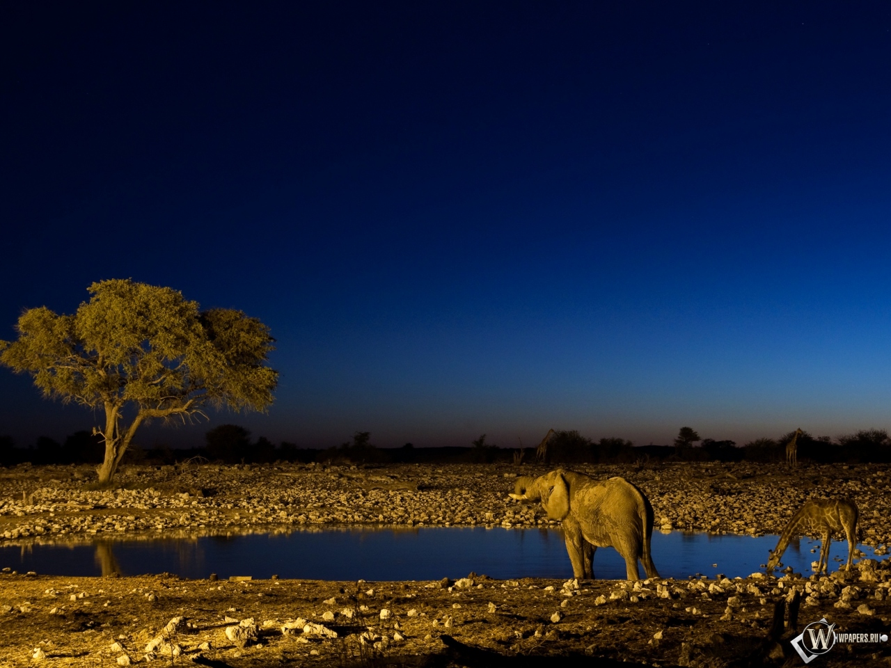 Слон и жираф на водопое 1280x960