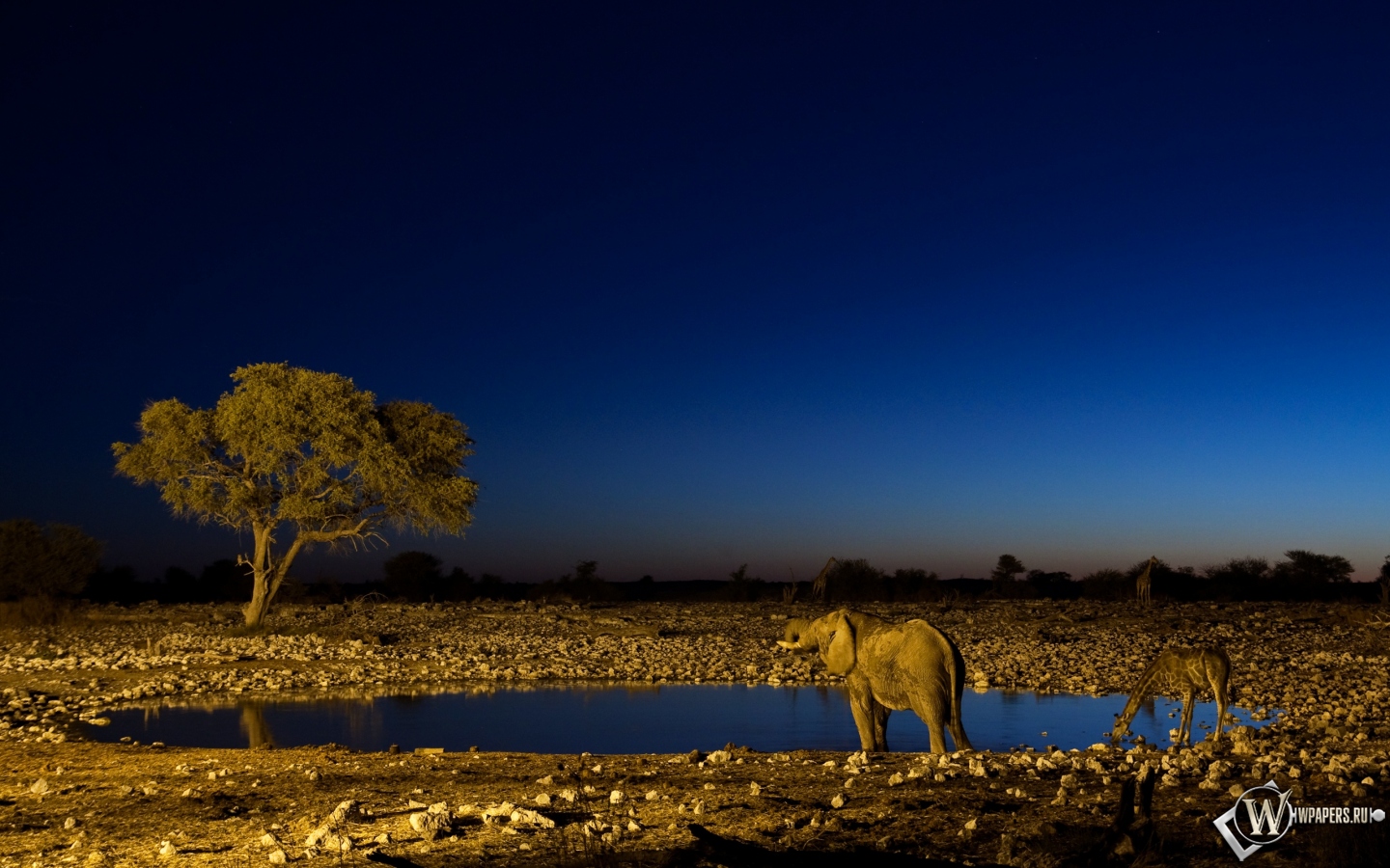 Слон и жираф на водопое 1440x900
