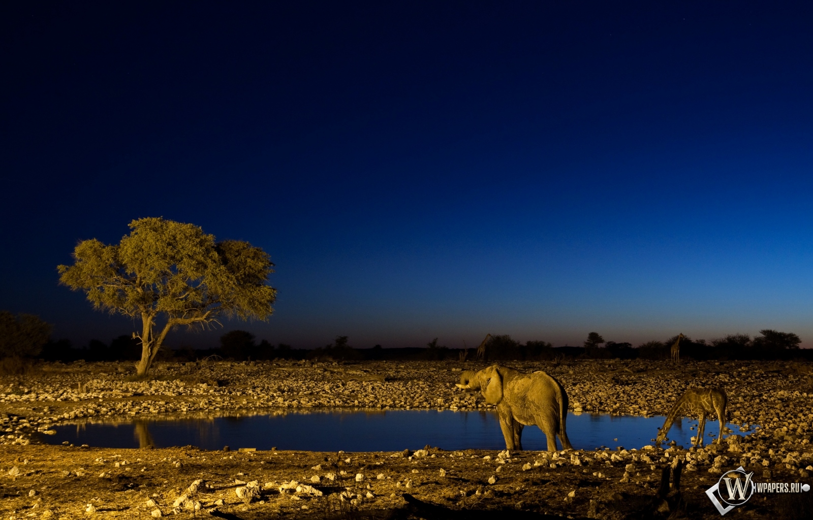 Слон и жираф на водопое 1600x1024