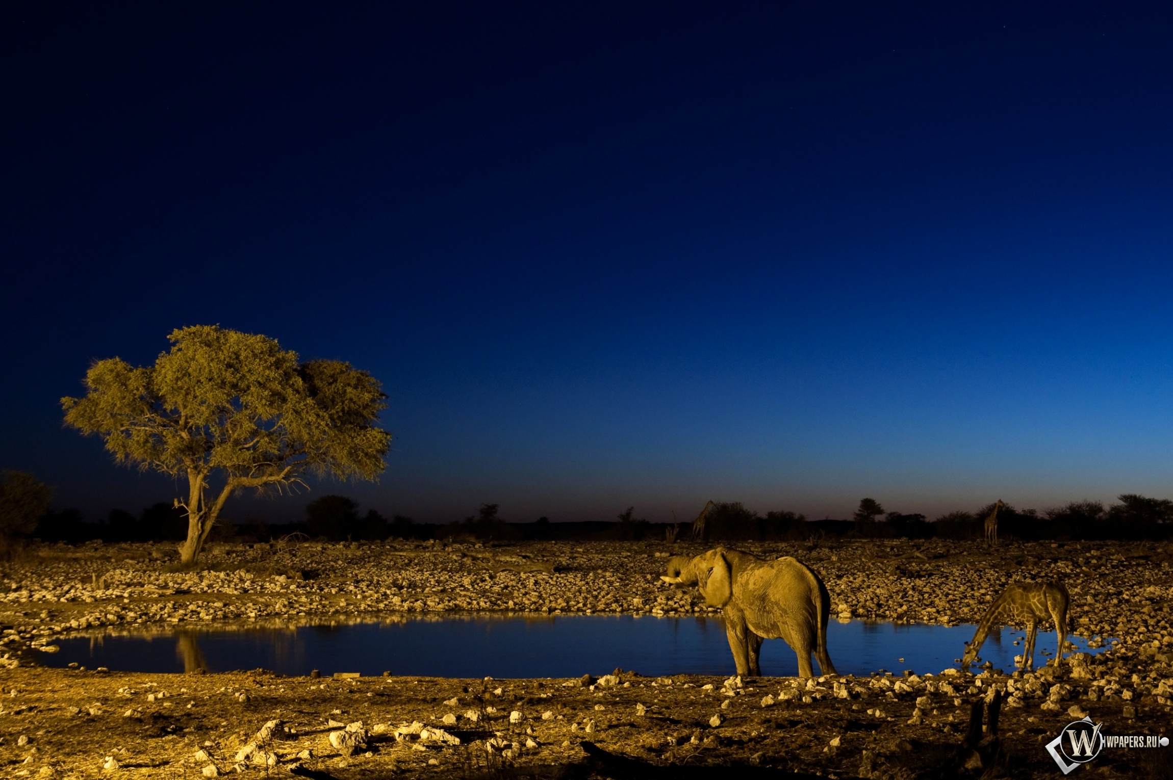 Слон и жираф на водопое 2300x1530