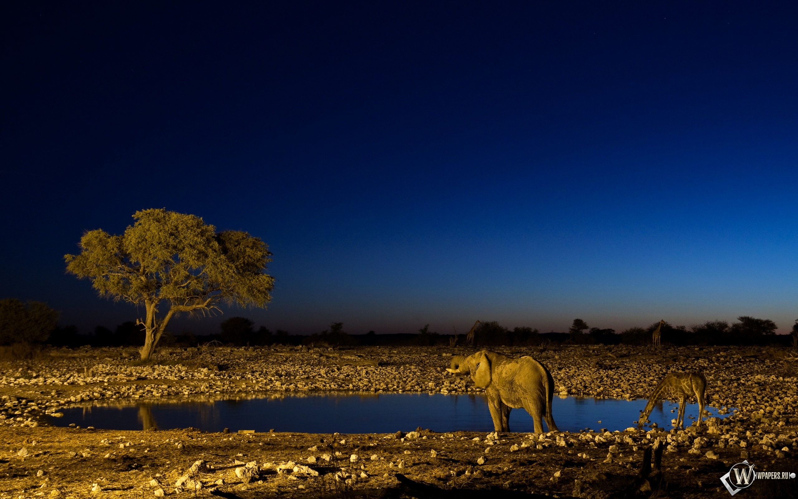 Слон и жираф на водопое 2560x1600