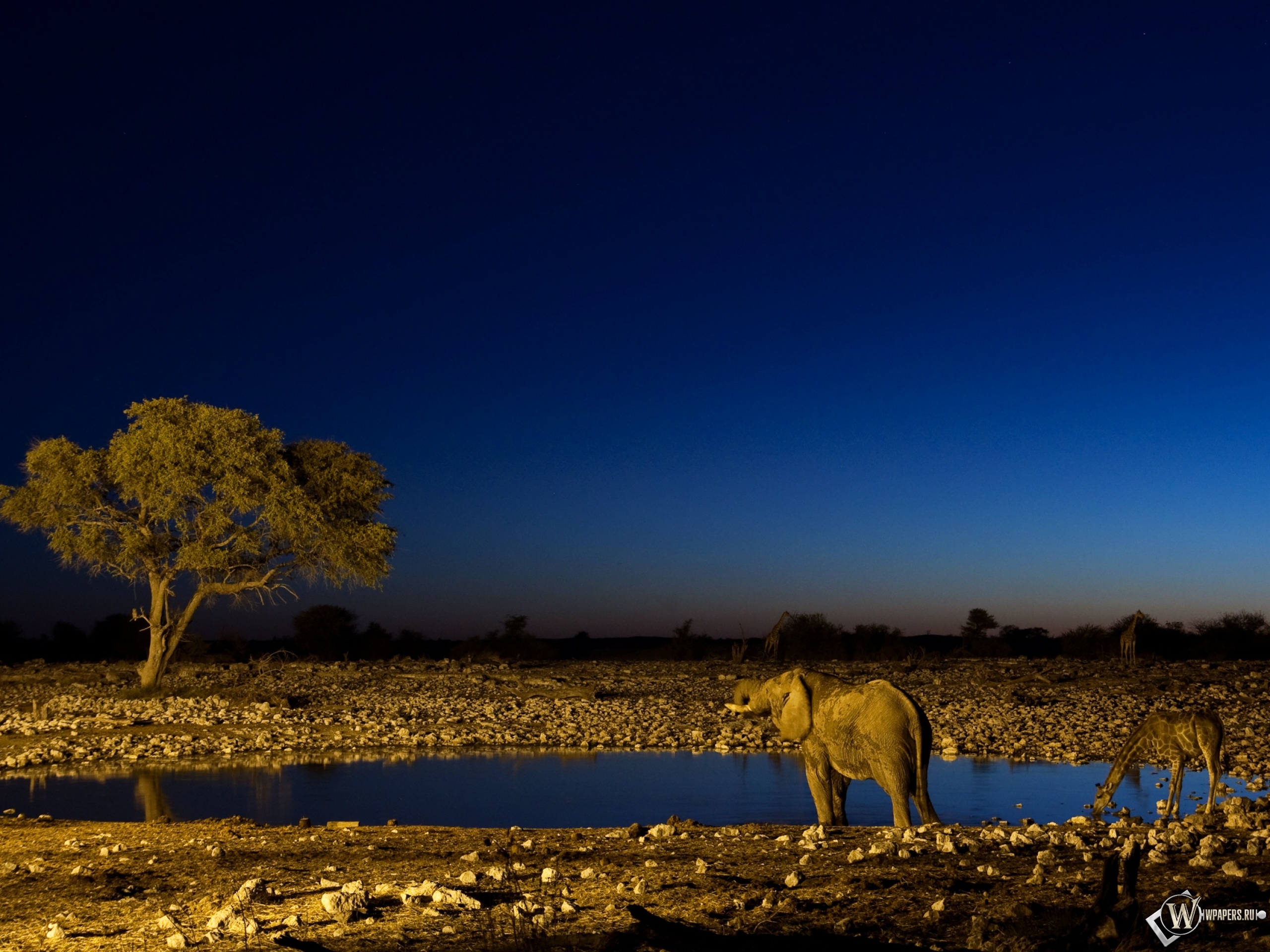 Слон и жираф на водопое 2560x1920