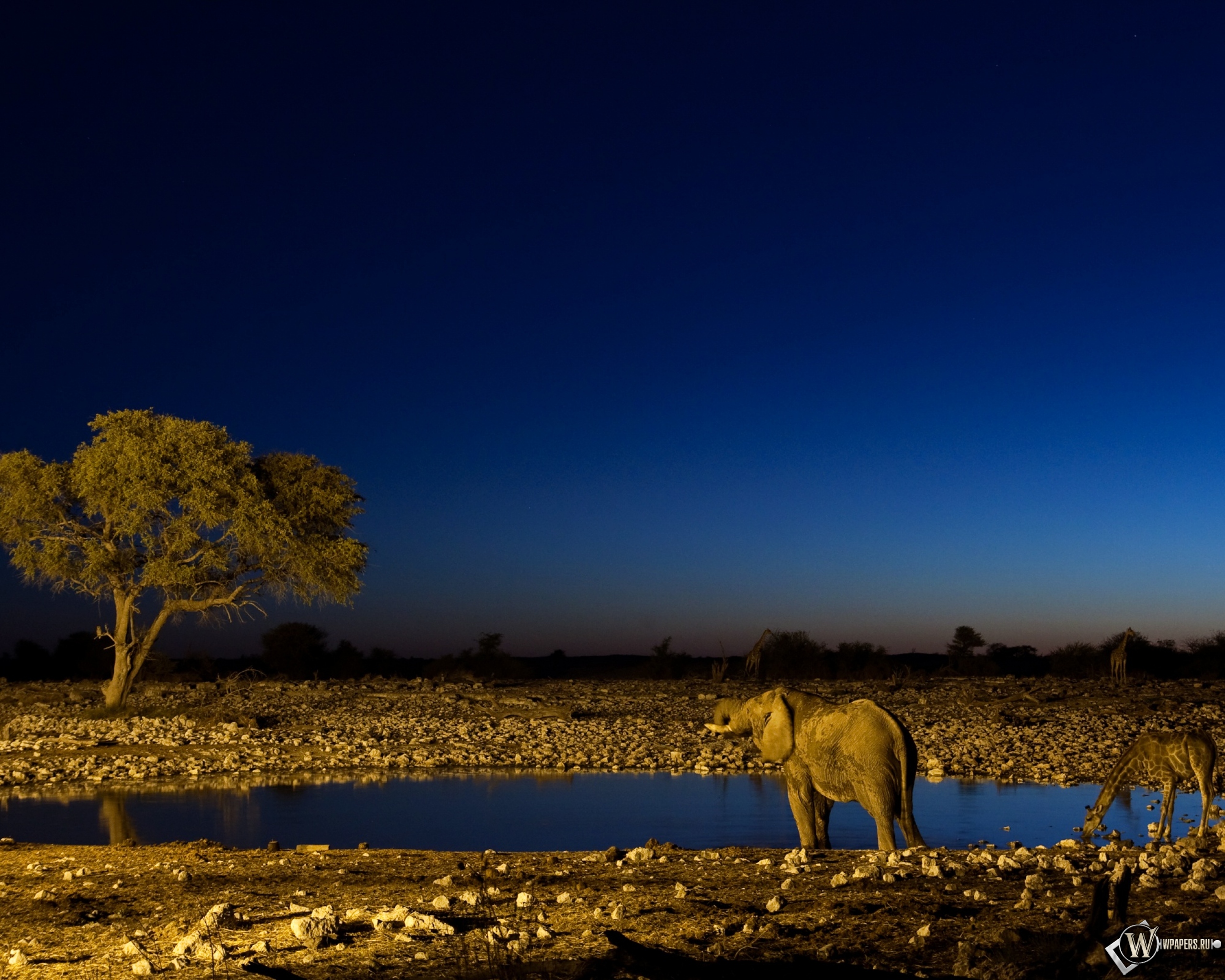Слон и жираф на водопое 2560x2048