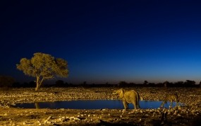 Обои Слон и жираф на водопое: Ночь, Слон, Жираф, Водопой, Прочие животные