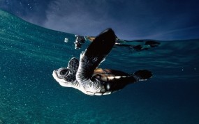 Обои Черепашка во Французской Полинезии: Вода, Океан, Черепаха, Прочие животные