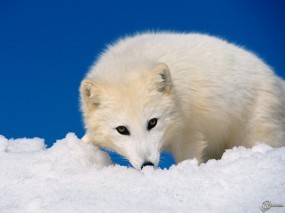 Обои Белый песец: Снег, Белый, Песец, Прочие животные