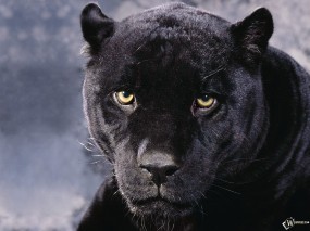 Обои Черная Пантера: Морда, Чёрная Пантера, Прочие животные