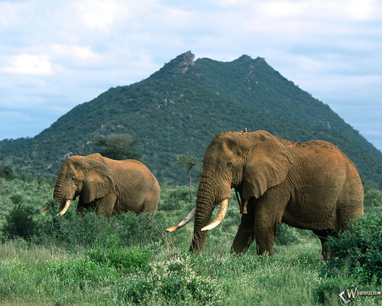 Слоны в травке 1280x1024