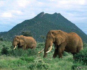 Обои Слоны в травке: Слоны, Прочие животные